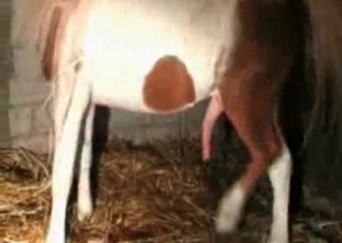 Juicy whore is playing with a stallion